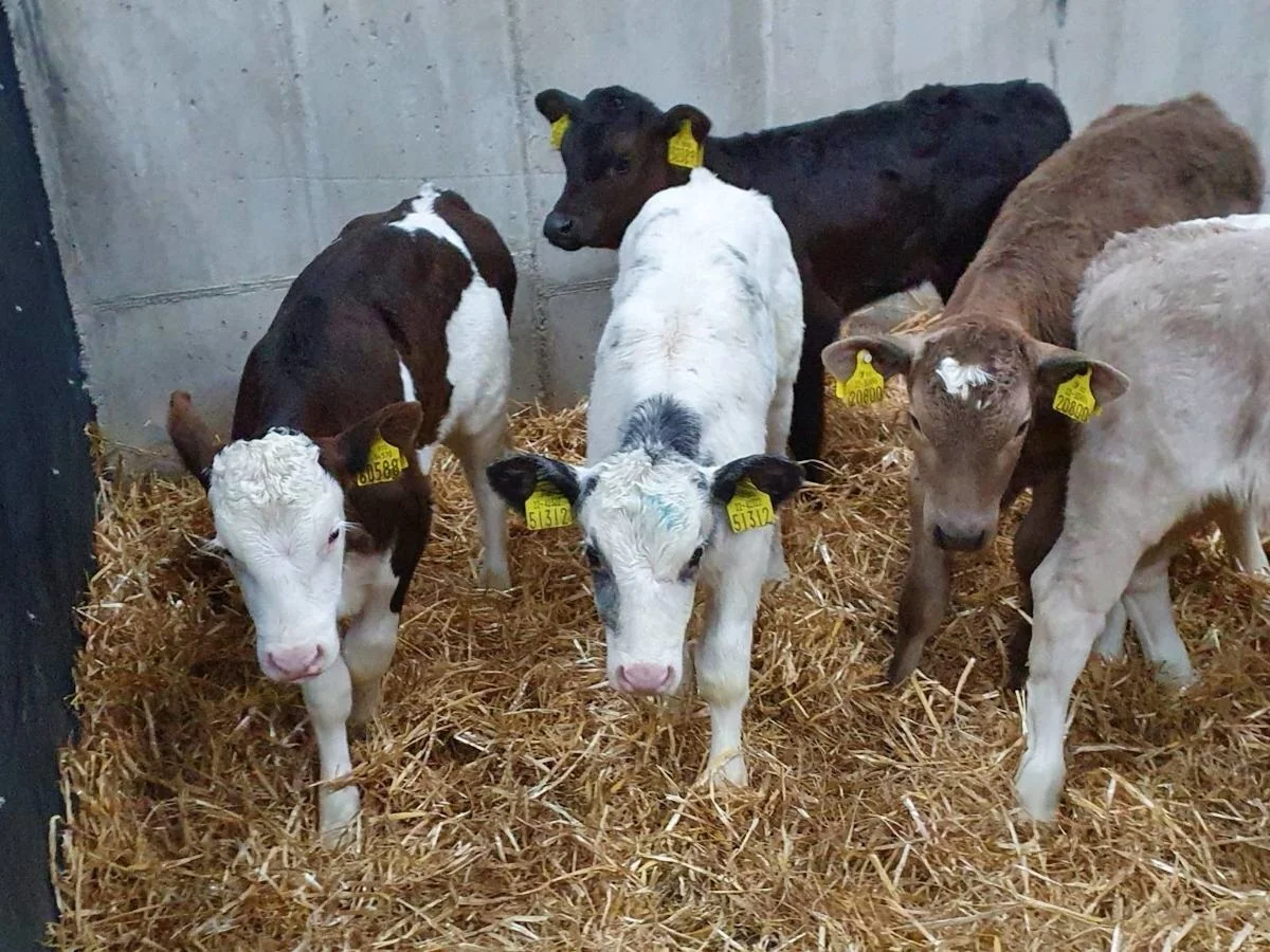 12 Continental Heifer Calves 