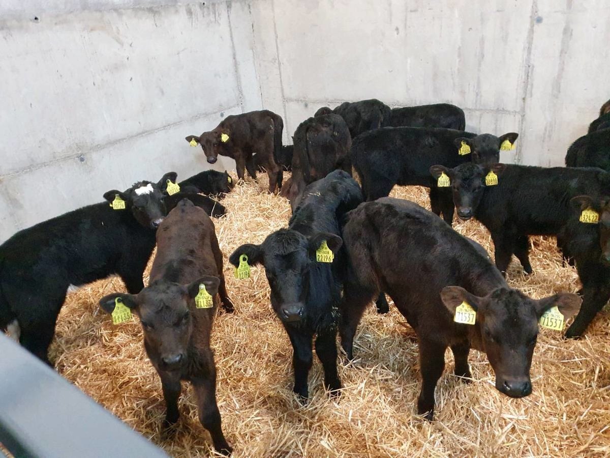 20 Aberdeen Angus Heifers 