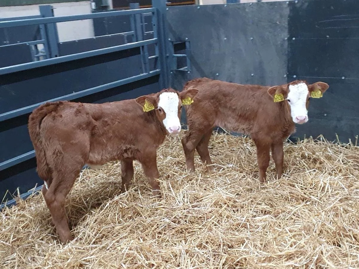 2 Red Limousine Heifers 