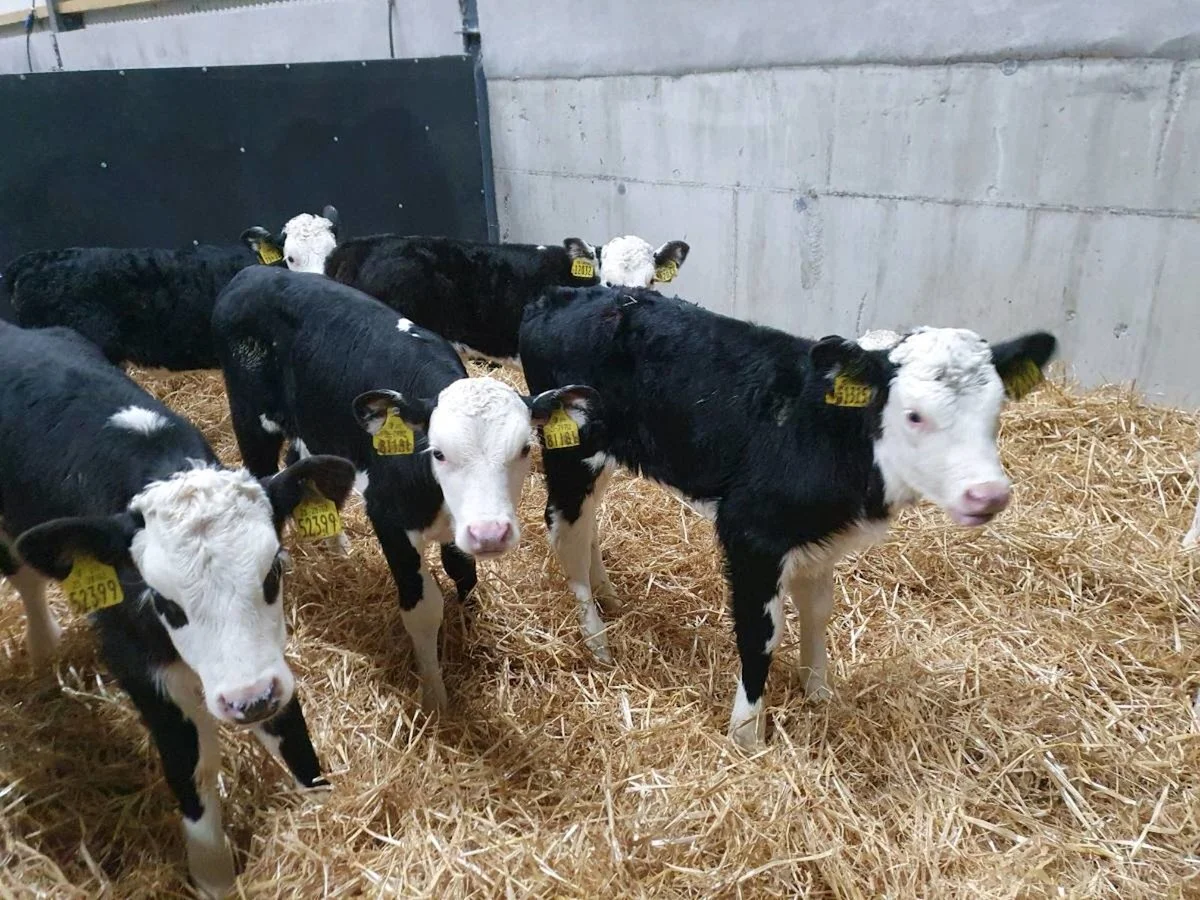 Ten Hereford Bulls - 5 Weeks old 