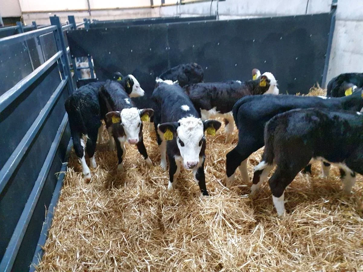 10 Hereford Heifers - 5 weeks old 