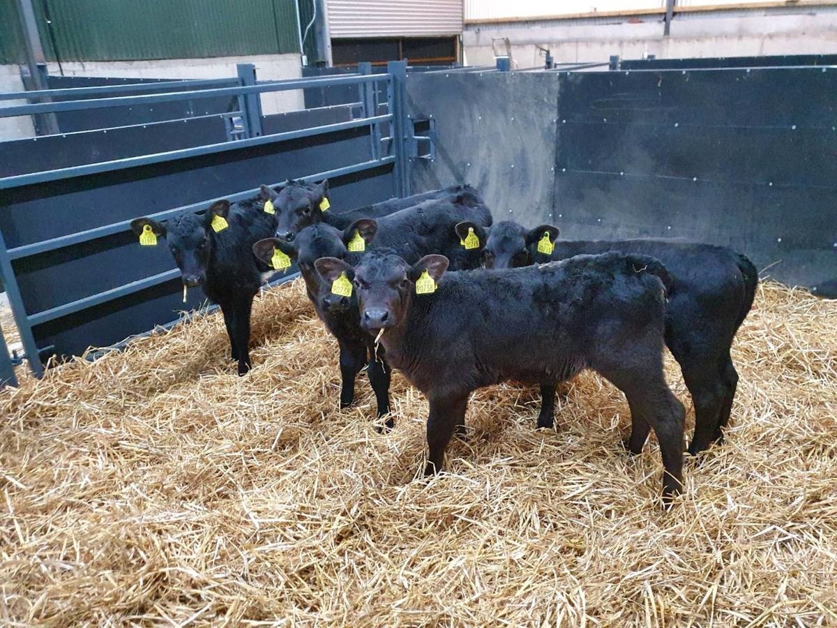 Six Angus Heifers 