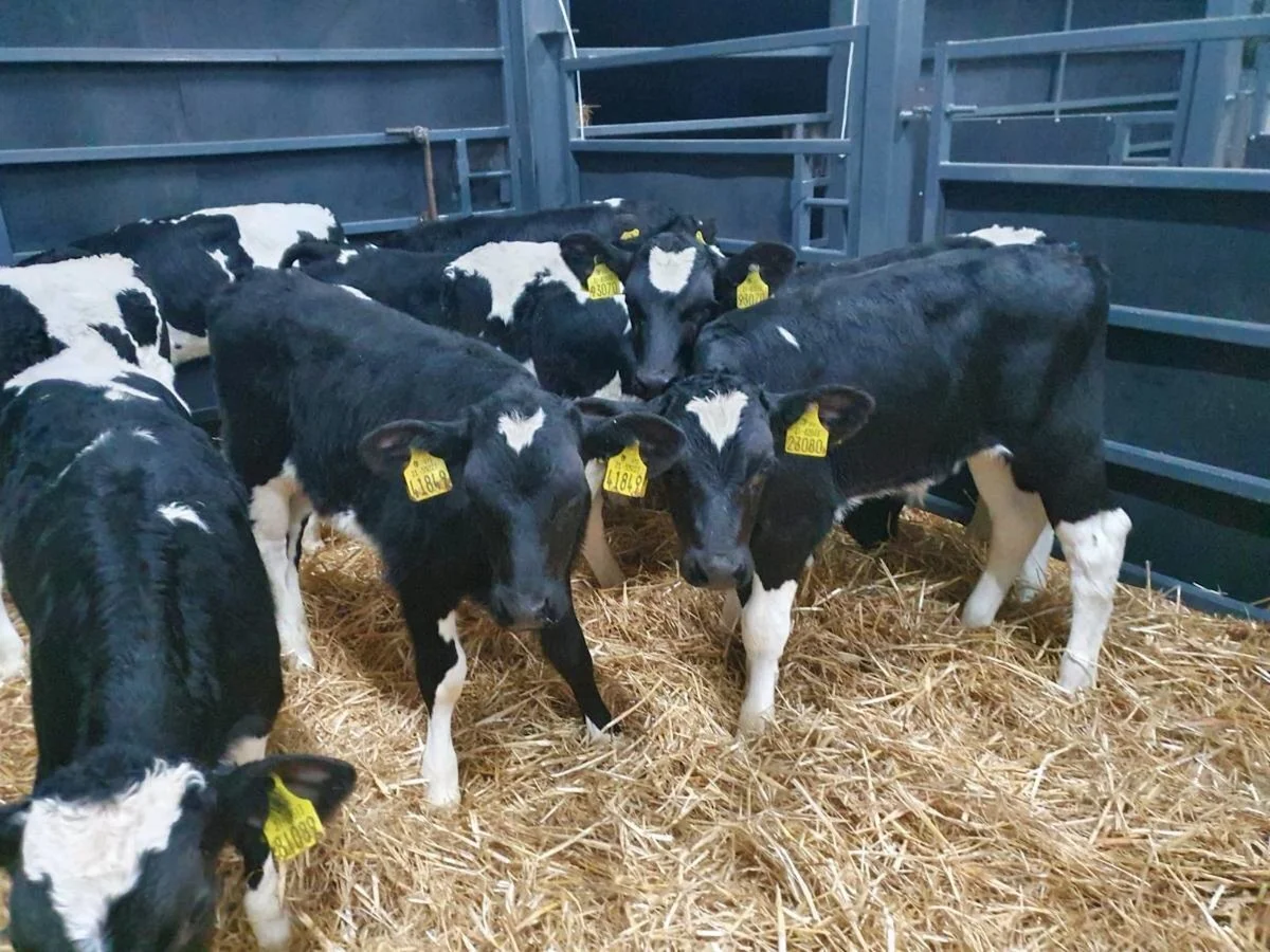 Thirty one Outstanding Friesian Bulls 