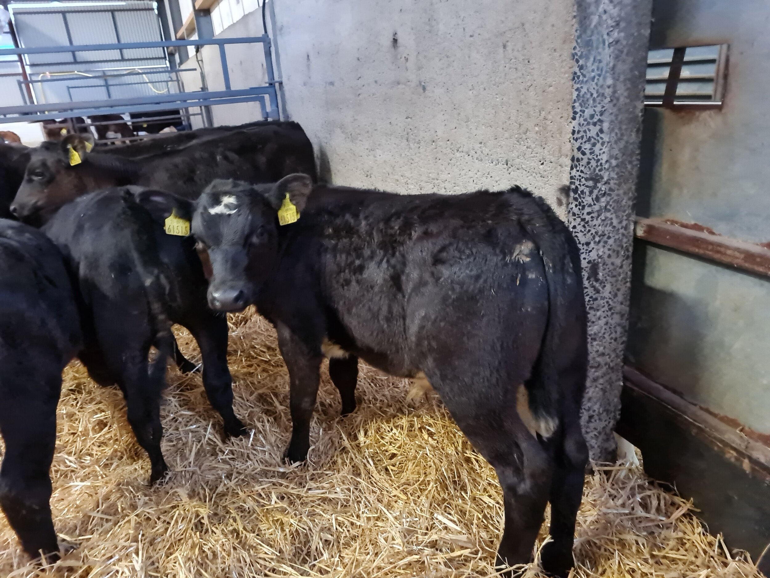 Proper Aberdeen Angus