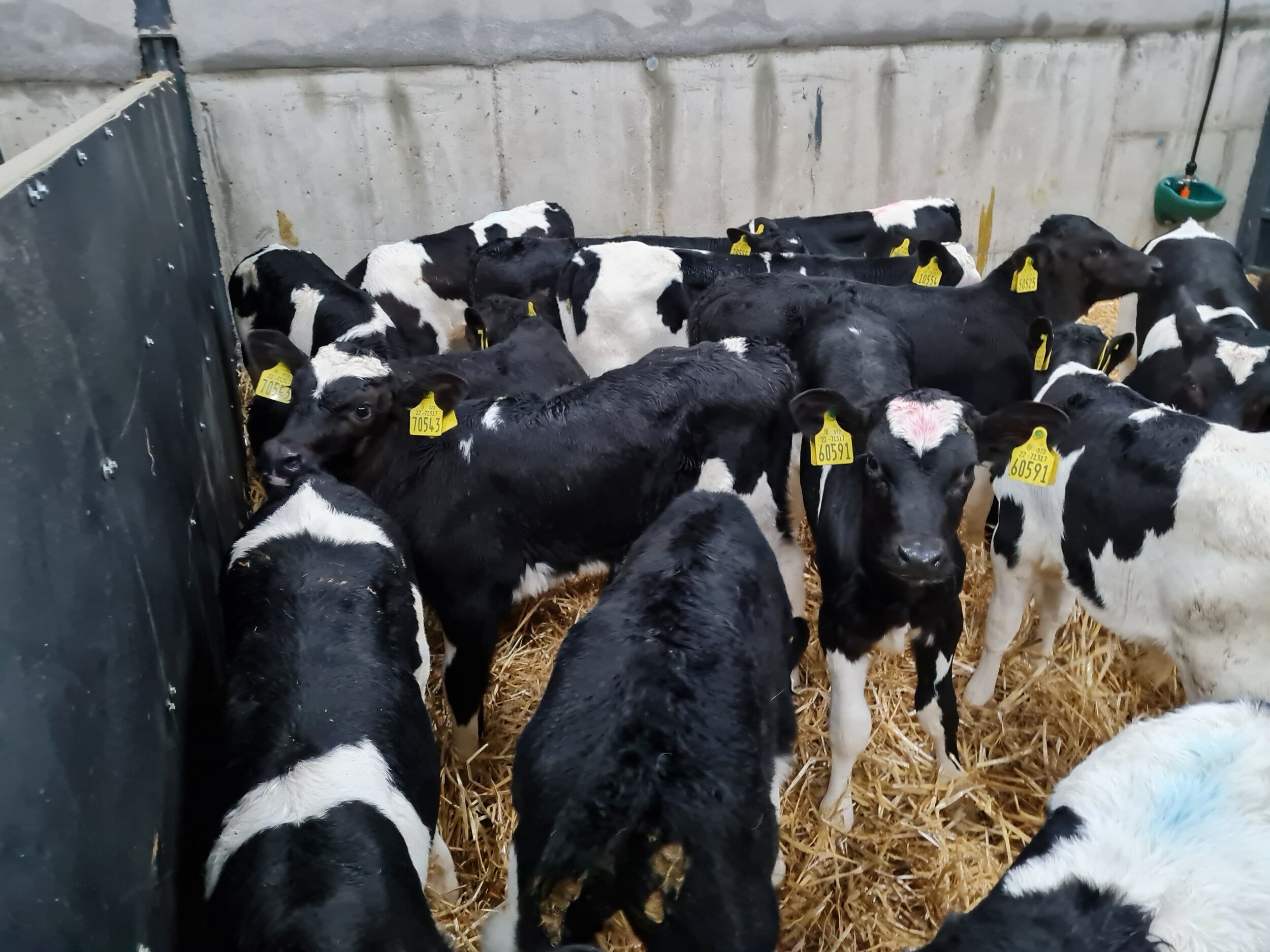20 quality Friesian calves