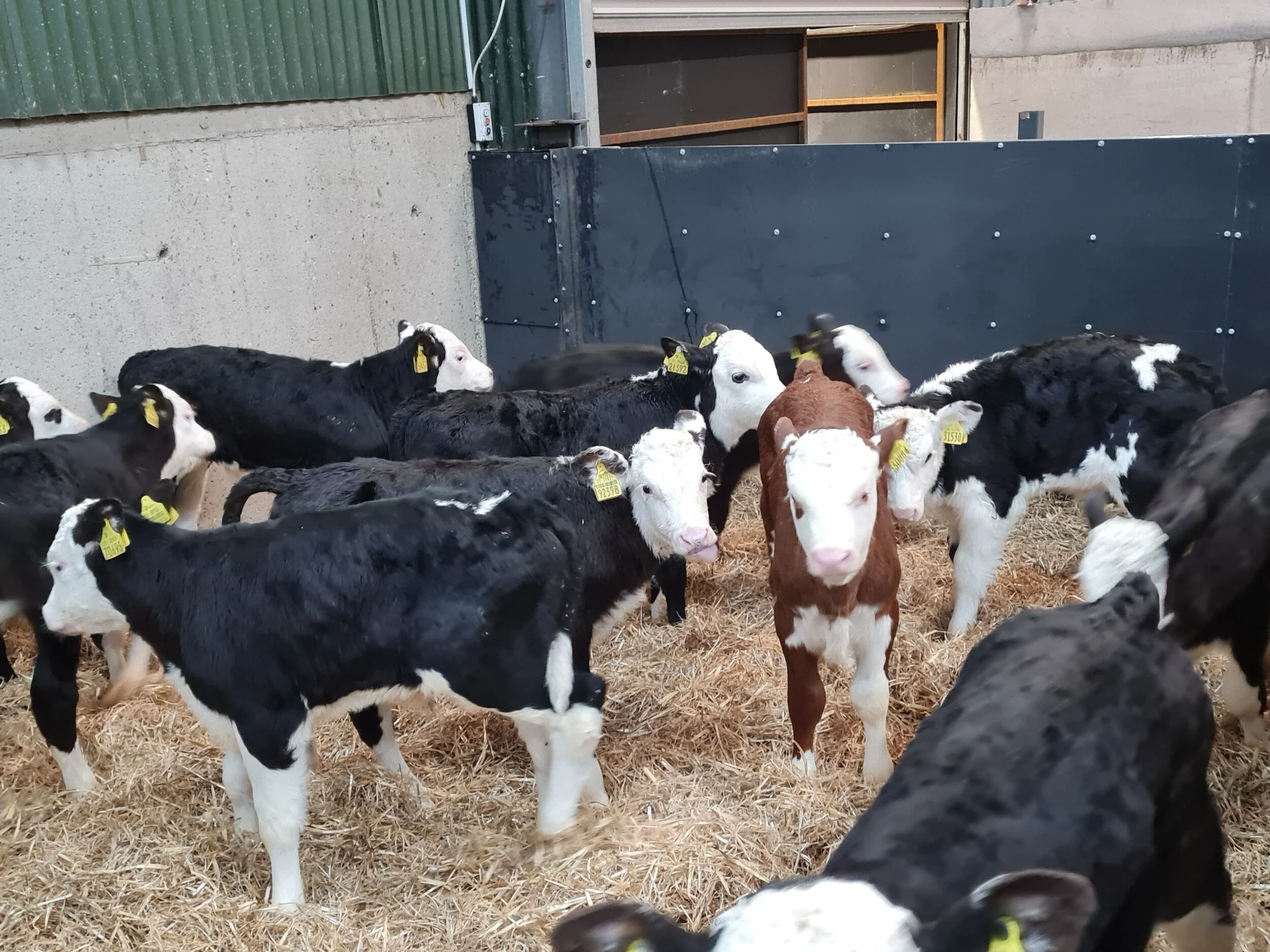 10 Proper Hereford bulls