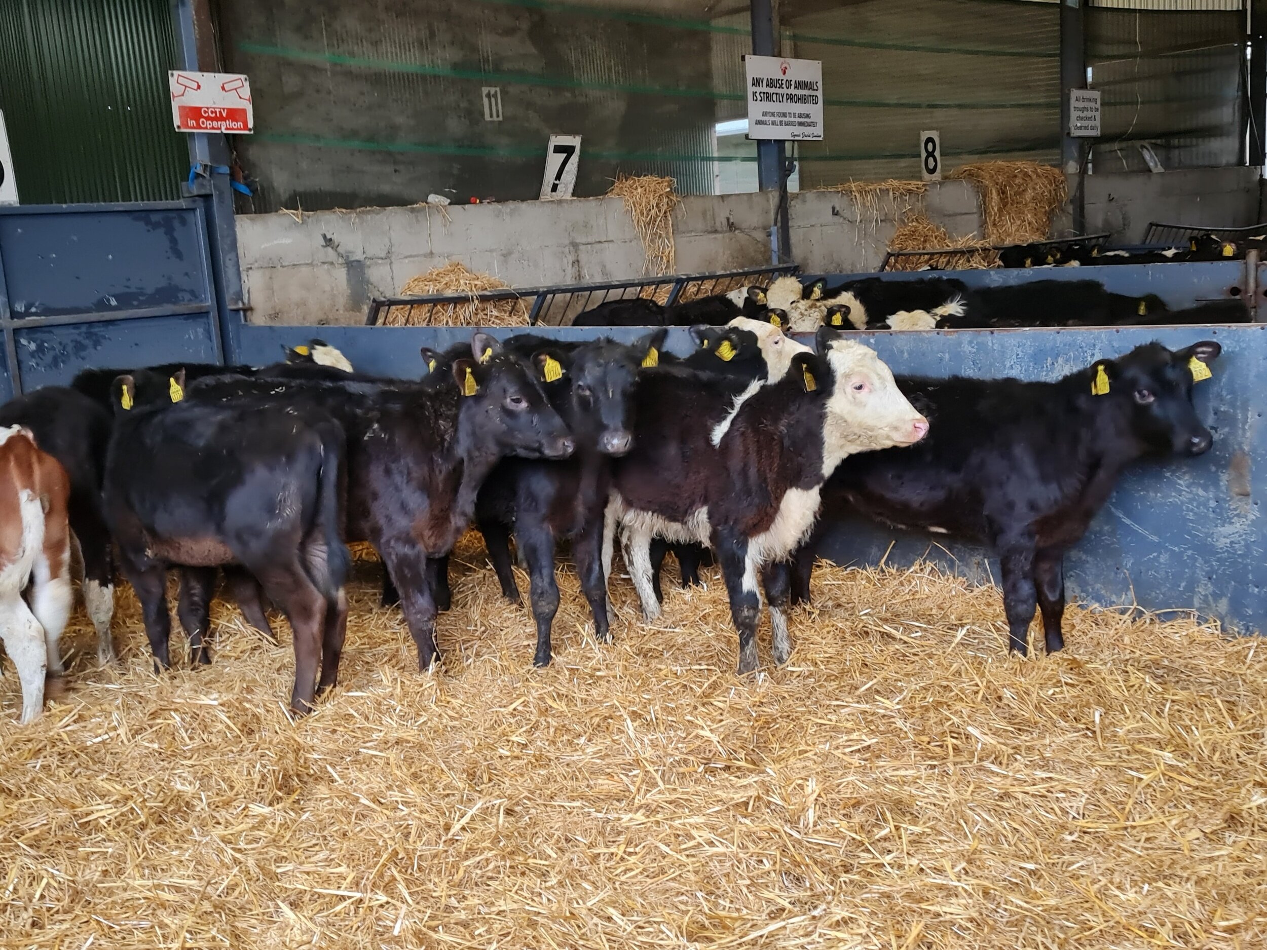 12 Heifers for GRASS