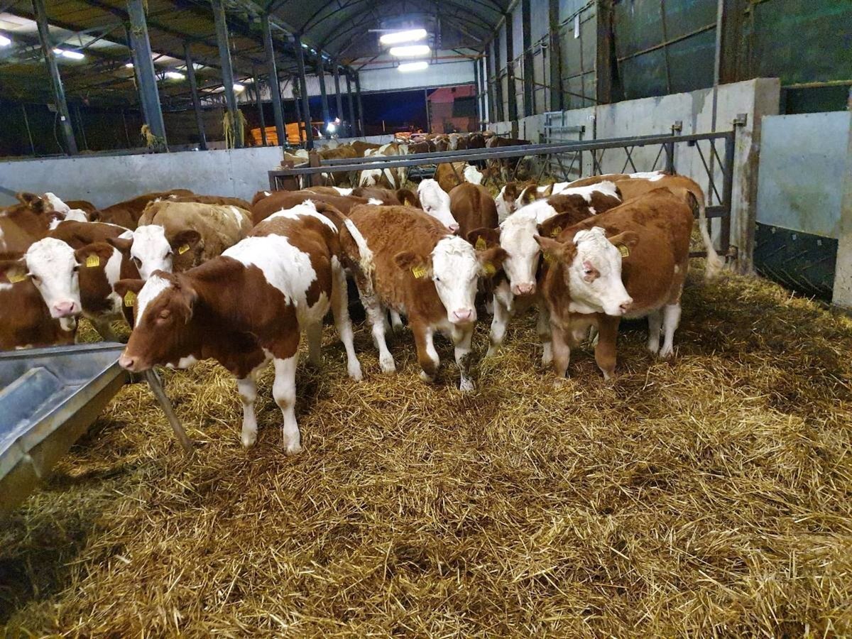 17 Red Holstein Maiden Heifers