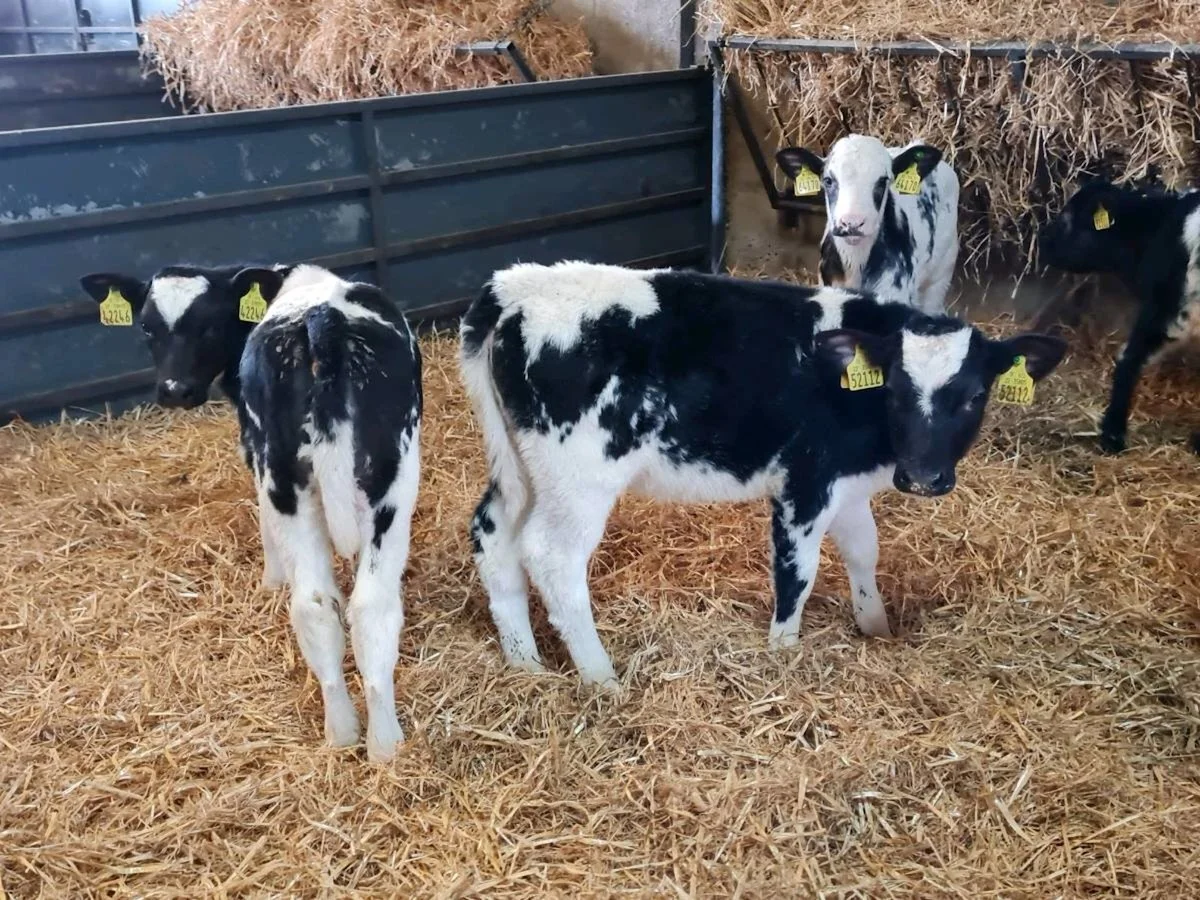 7 Quality Belgian Blue Heifers