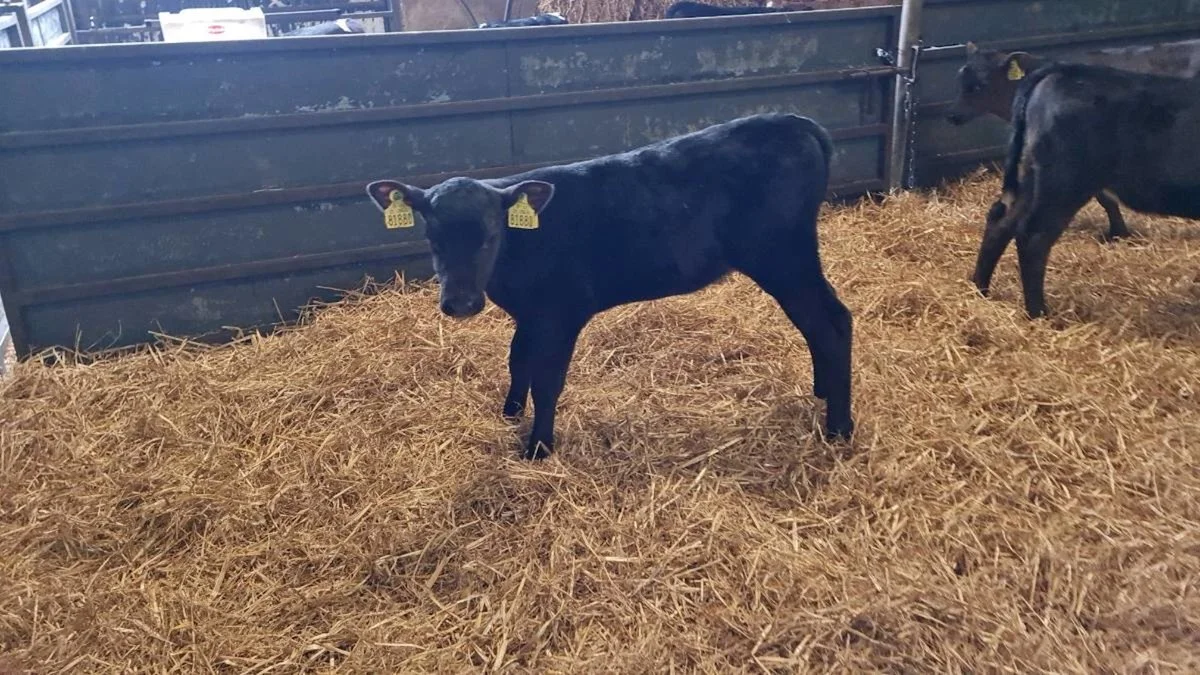 12 Stong Aberdeen Angus Heifers