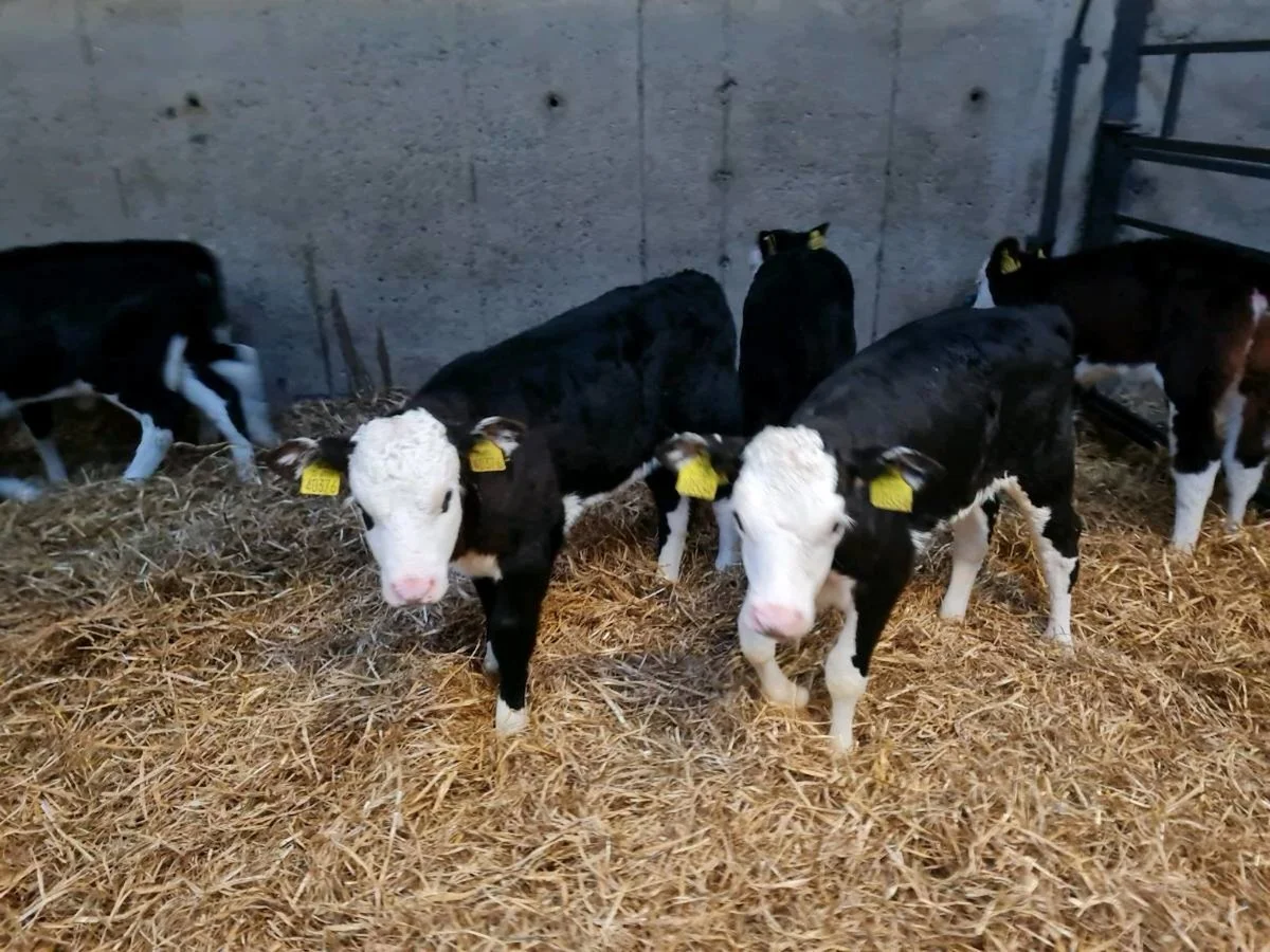 20 Proper Hereford Heifers