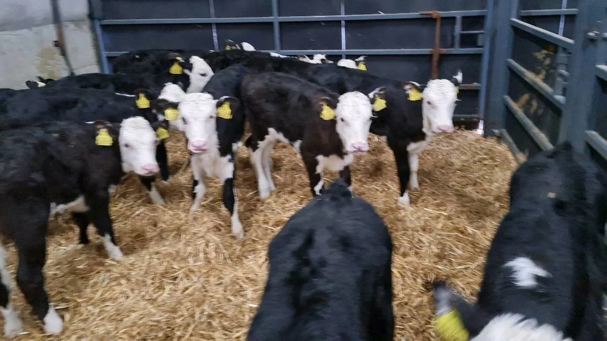 25 Quality Hereford Calves 