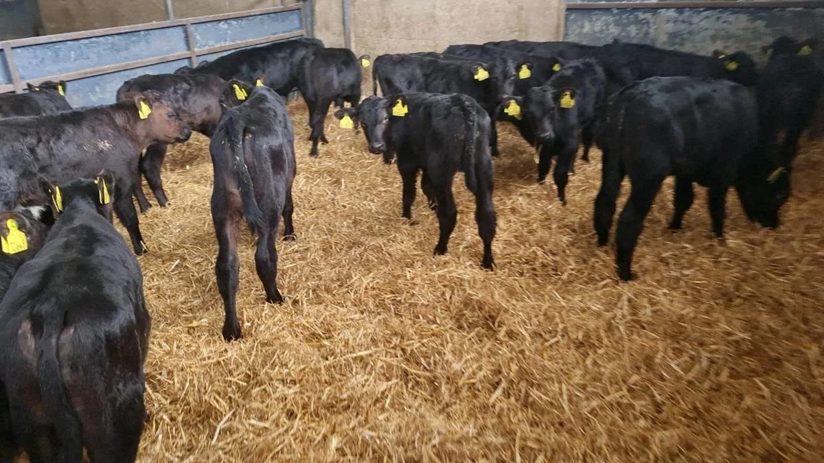25 Aberdeen Angus Bull Calves 