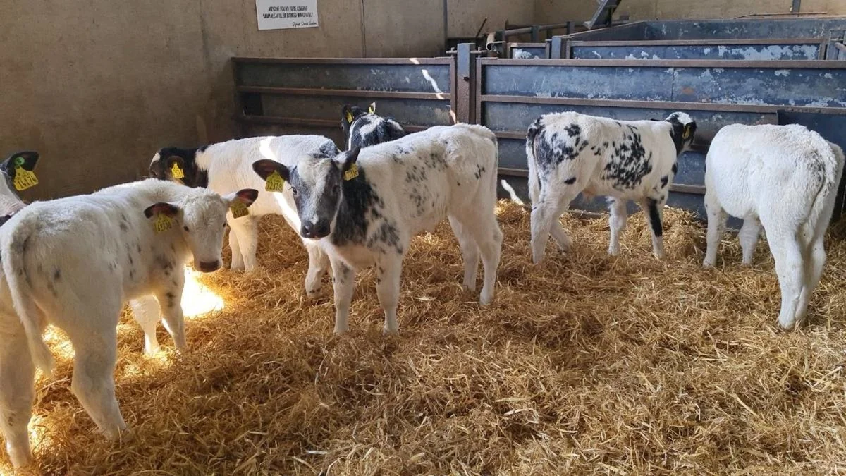 7 Quality Belgian Blue Bulls 