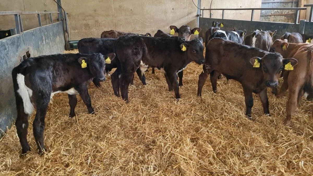 12 Continental Bull Calves 