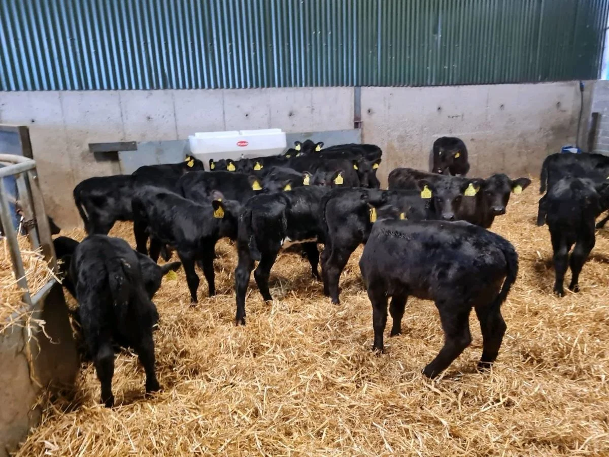 25 Quality Aberdeen Angus Heifer