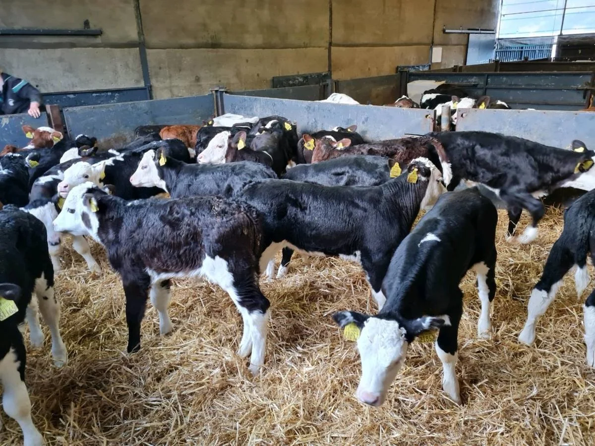 40 Hereford Bull Calves 