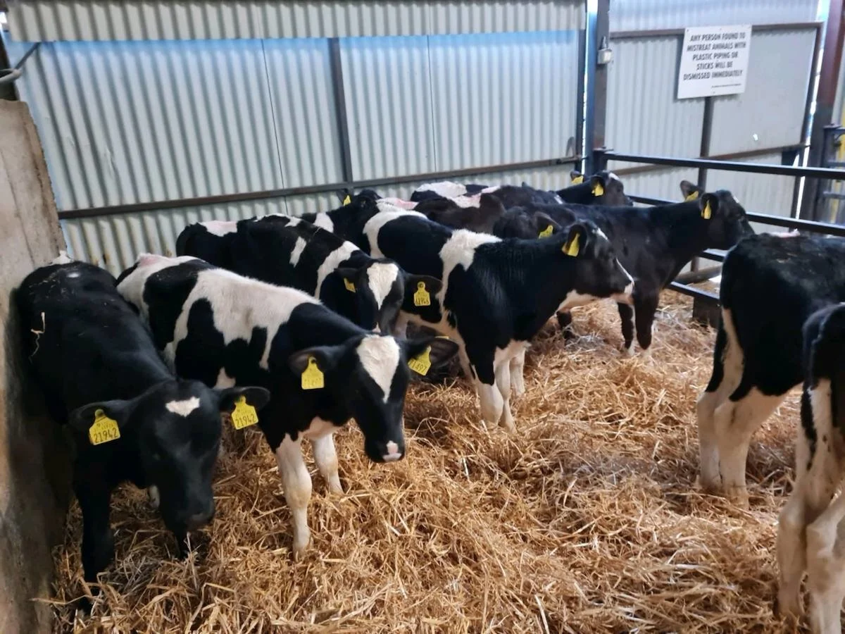 12 Friesian Bulls Ready For Grass