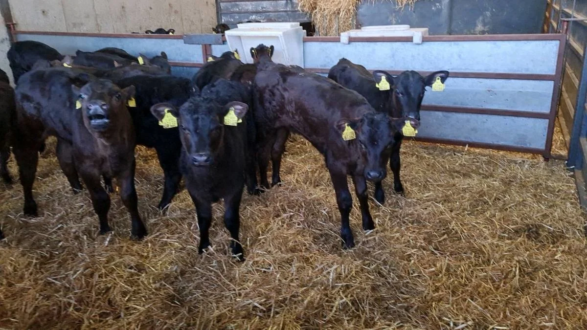 15 Strong Angus Heifers