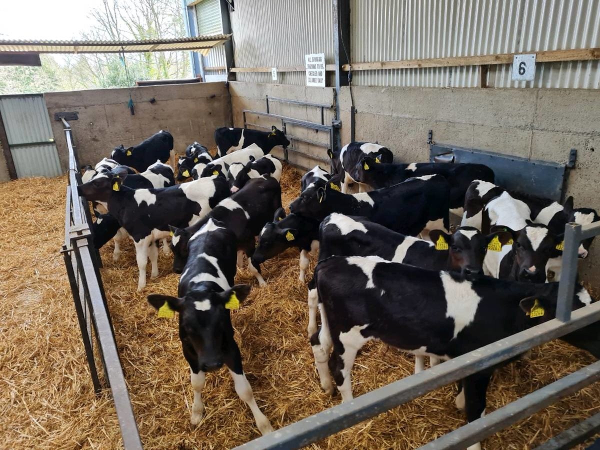20 Friesian Bulls Ready For Grass 
