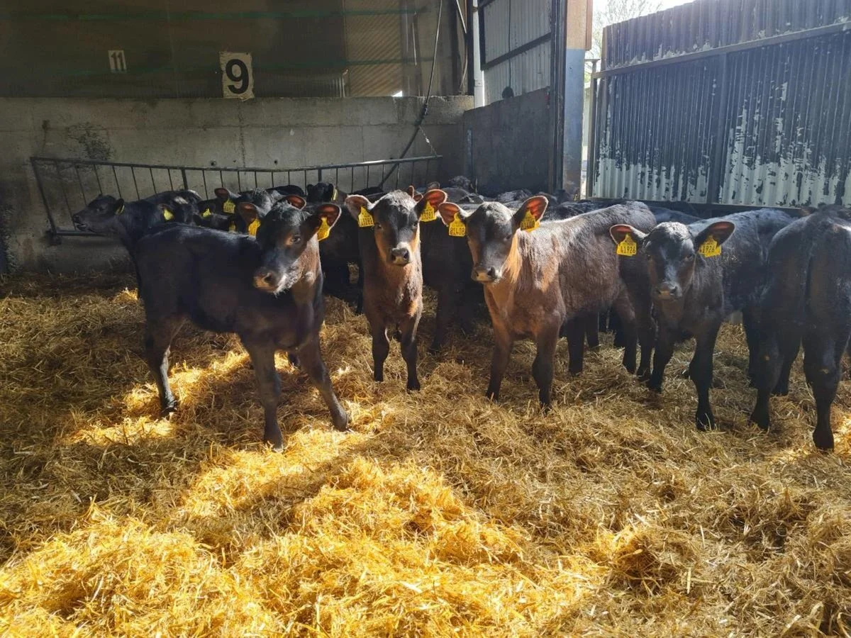 28 Aberdeen Angus Heifers 