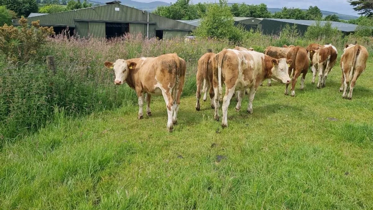 eyJidWNrZXQiOiJkb25lZGVhbC5pZS1waG90b3MiLCJlZGl0cyI6eyJ0b0Zvcm1hdCI6ImpwZWciLCJyZXNpemUiOnsiZml0IjoiaW5zaWRlIiwid2lkdGgiOjEyMDAsImhlaWdodCI6MTIwMH19LCJrZXkiOiJwaG90b18xODM5ODU2N (1).jpg