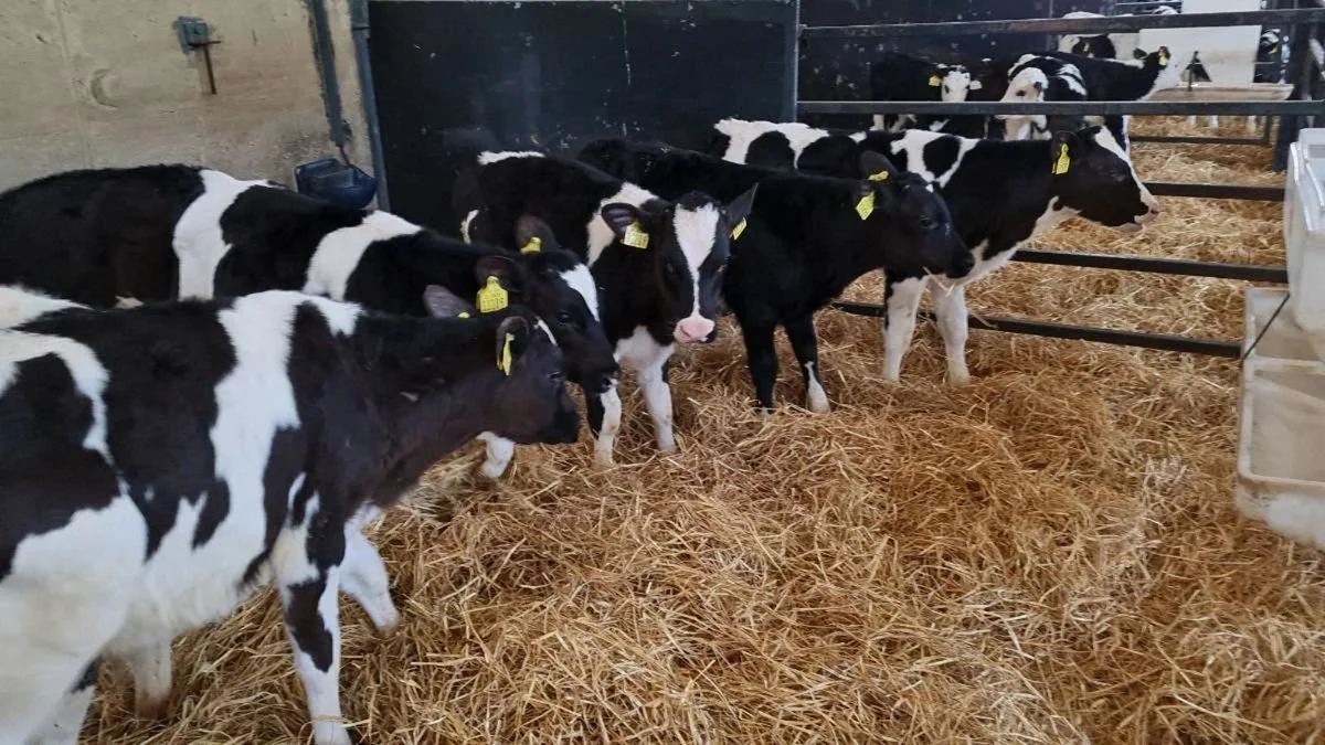 Livestock | Wicklow Calf Company