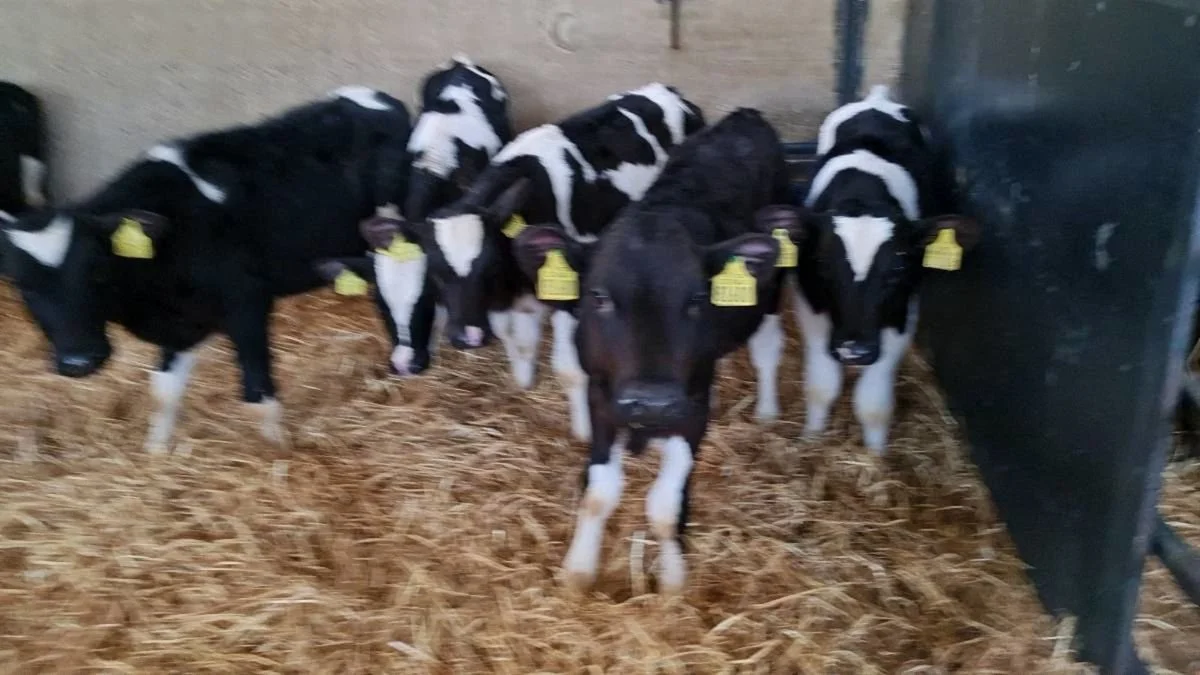 eyJidWNrZXQiOiJkb25lZGVhbC5pZS1waG90b3MiLCJlZGl0cyI6eyJ0b0Zvcm1hdCI6ImpwZWciLCJyZXNpemUiOnsiZml0IjoiaW5zaWRlIiwid2lkdGgiOjEyMDAsImhlaWdodCI6MTIwMH19LCJrZXkiOiJwaG90 (2).jpeg