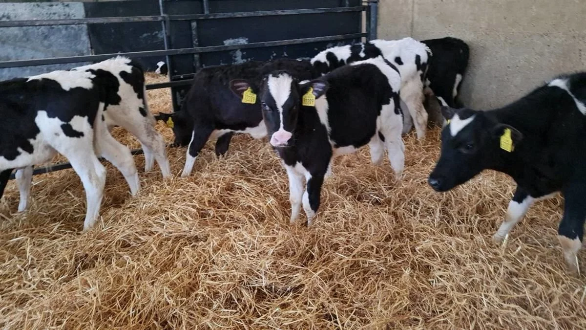 eyJidWNrZXQiOiJkb25lZGVhbC5pZS1waG90b3MiLCJlZGl0cyI6eyJ0b0Zvcm1hdCI6ImpwZWciLCJyZXNpemUiOnsiZml0IjoiaW5zaWRlIiwid2lkdGgiOjEyMDAsImhlaWdodCI6MTIwMH19LCJrZXkiOiJwaG90 (3).jpeg