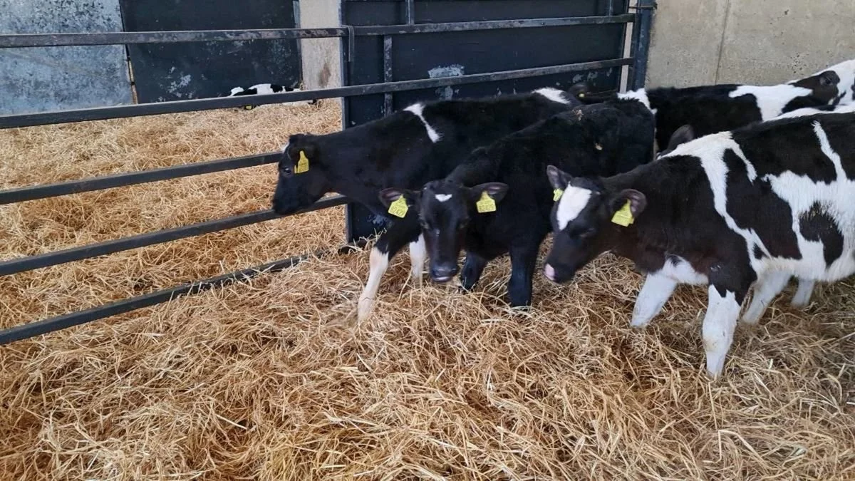 eyJidWNrZXQiOiJkb25lZGVhbC5pZS1waG90b3MiLCJlZGl0cyI6eyJ0b0Zvcm1hdCI6ImpwZWciLCJyZXNpemUiOnsiZml0IjoiaW5zaWRlIiwid2lkdGgiOjEyMDAsImhlaWdodCI6MTIwMH19LCJrZXkiOiJwaG90 (4).jpeg