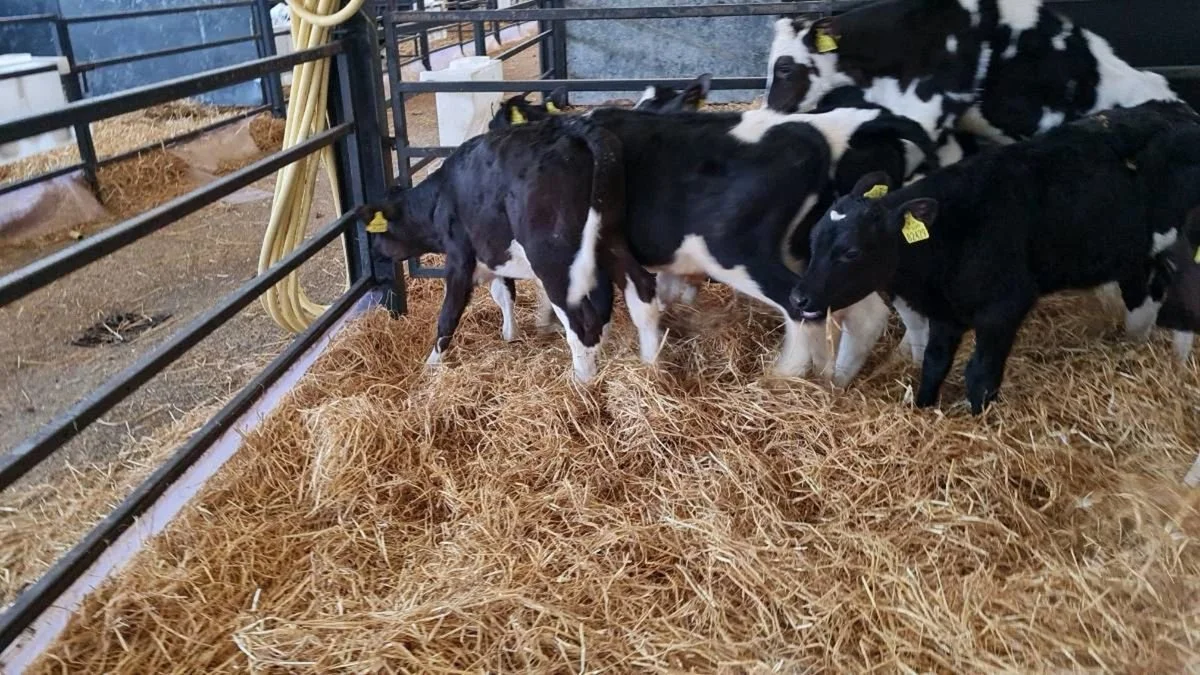 eyJidWNrZXQiOiJkb25lZGVhbC5pZS1waG90b3MiLCJlZGl0cyI6eyJ0b0Zvcm1hdCI6ImpwZWciLCJyZXNpemUiOnsiZml0IjoiaW5zaWRlIiwid2lkdGgiOjEyMDAsImhlaWdodCI6MTIwMH19LCJrZXkiOiJwaG90 (5).jpeg