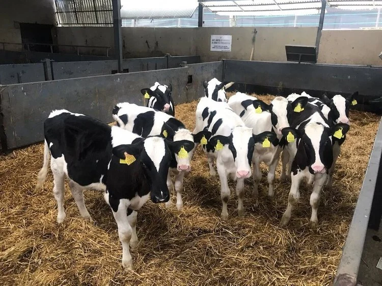 CALVES WANTED FOR EXPORT 