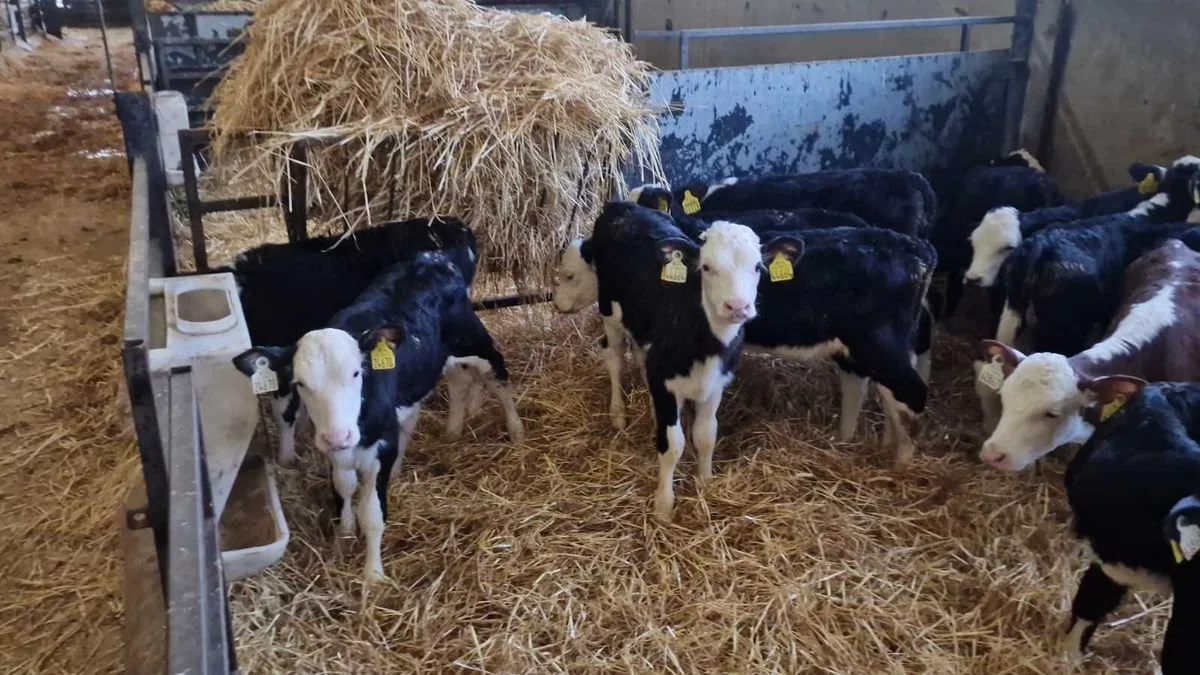 14 Hereford Heifers for sale