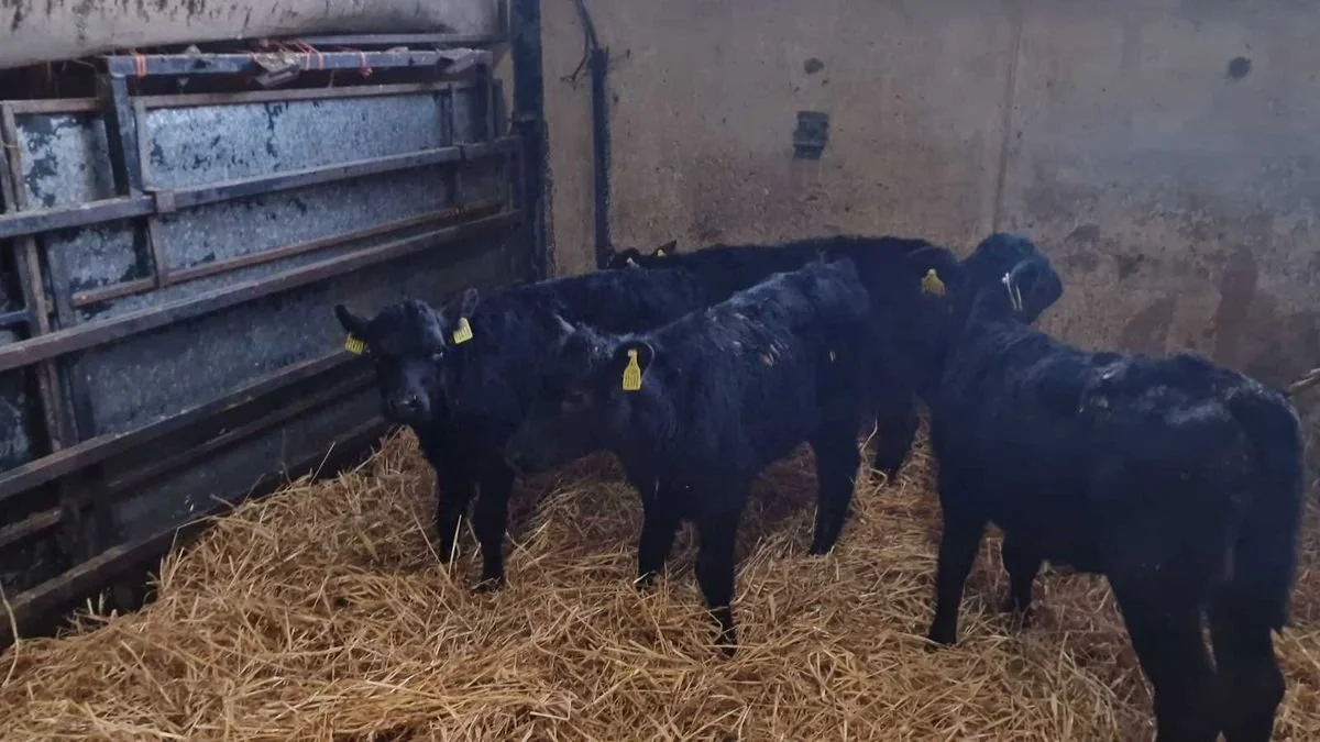 15 Aberdeen Angus Heifers calves