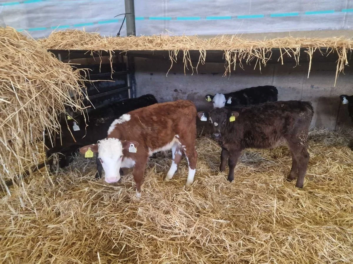 5 Bull Calves for Sale *off milk*