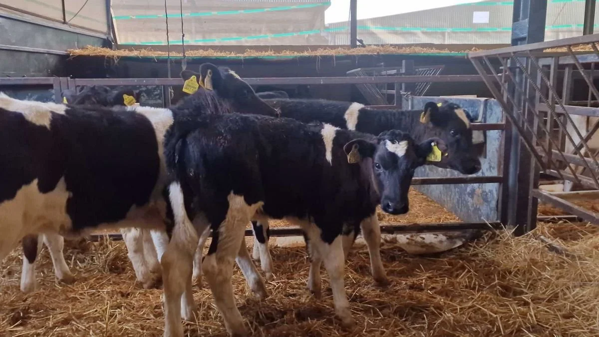5 Friesian Heifers for sale