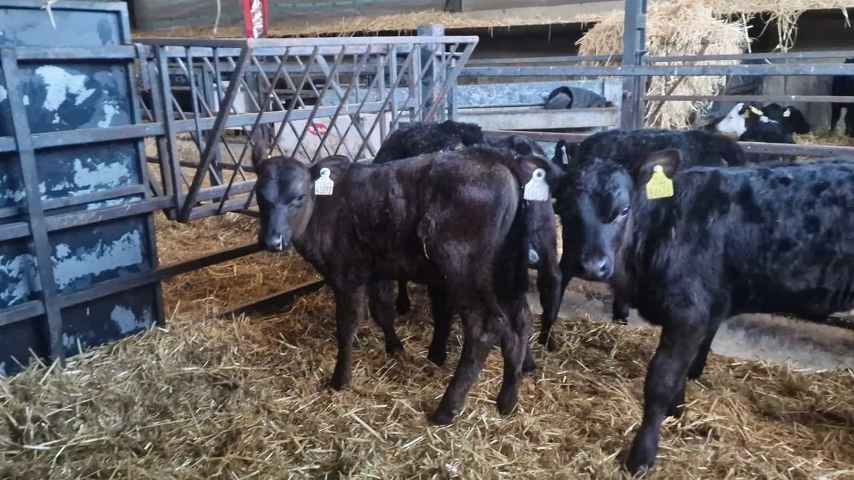 8 Quality Aberdeen Angus heifers