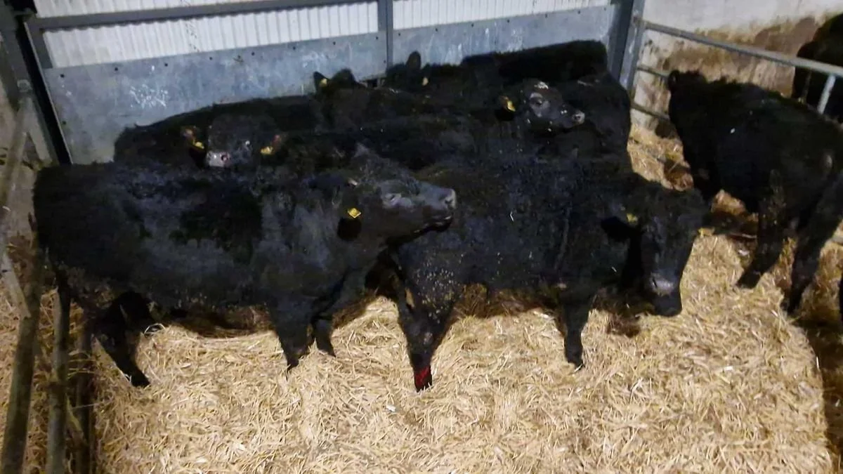 Continental bullocks