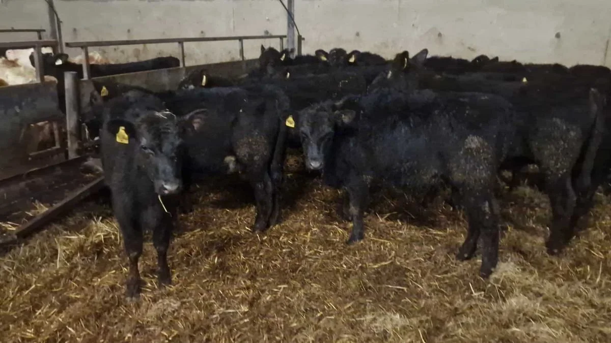 20 Aberdeen Angus heifers