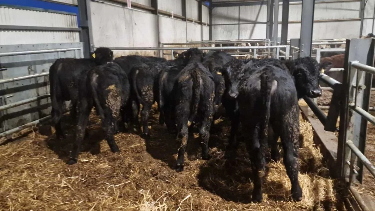10 Aberdeen Angus bulls