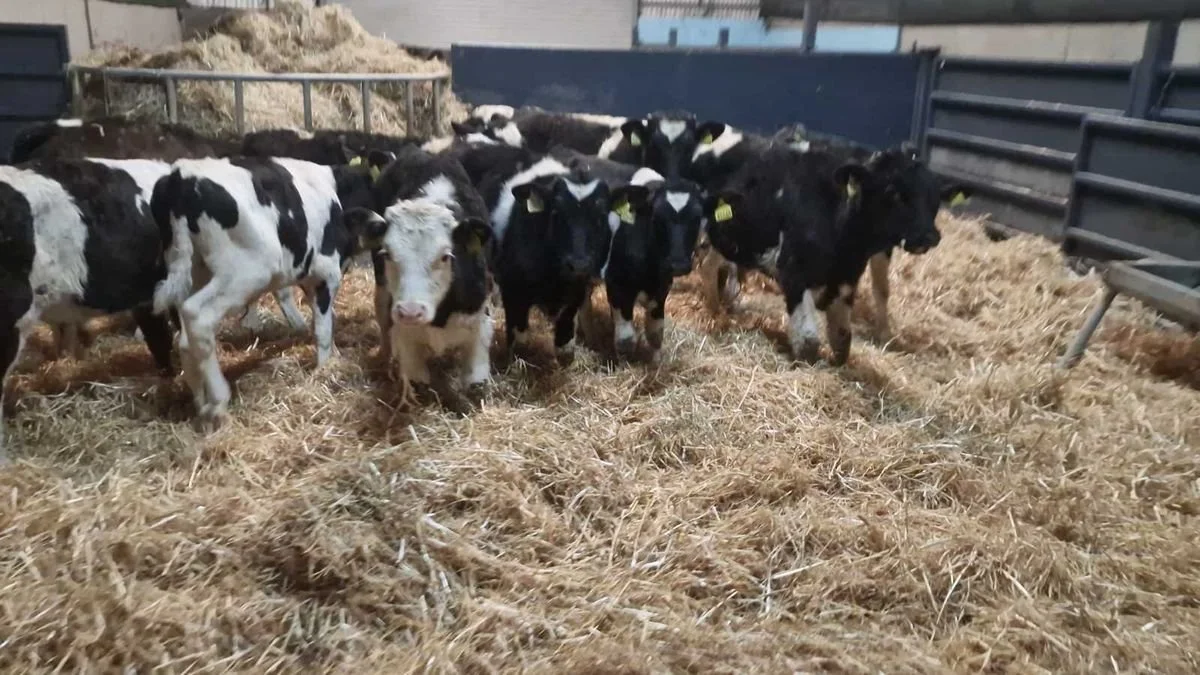 12 bulls for sale Friesian / HEX