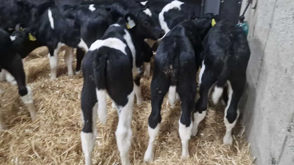 10 Proper British Fr bull calves