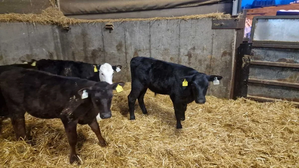 8 QUALITY REARED CALVES
