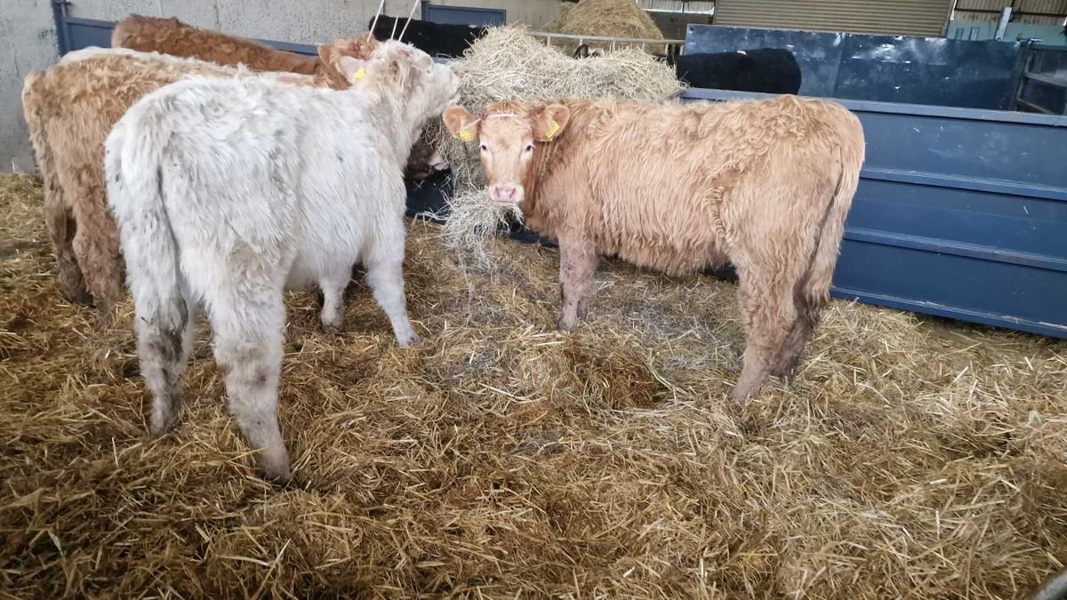 5 Continental heifers