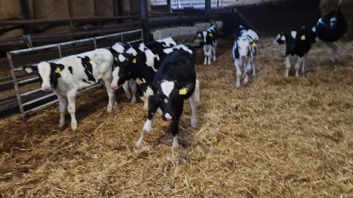 12 Reared Friesian bulls