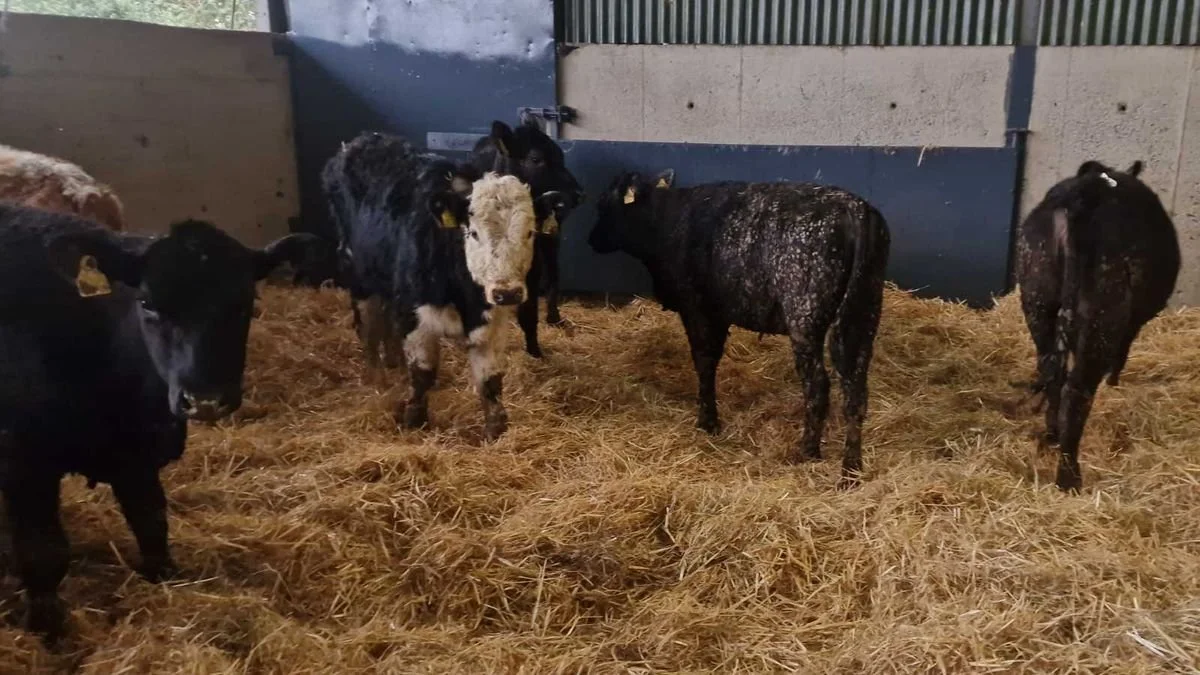 10 Heifer weanlings for Grass