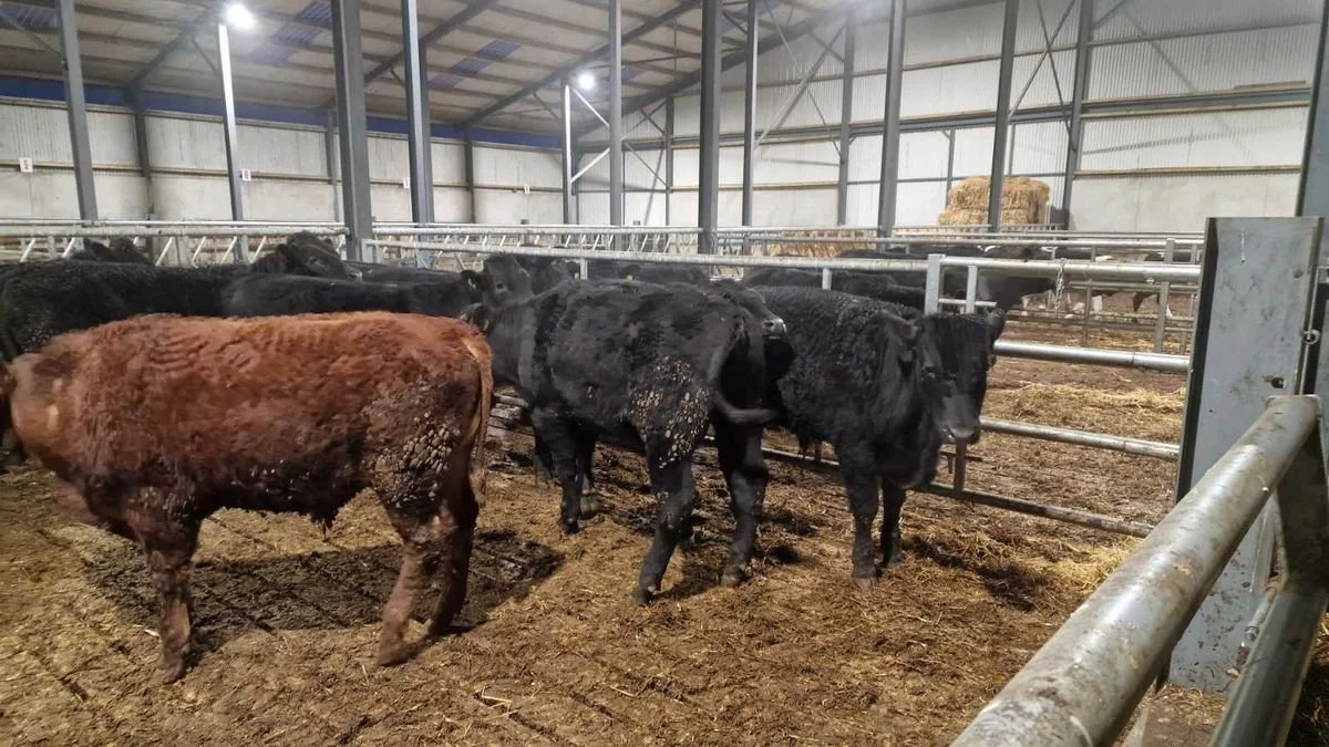 15 Limousine bull