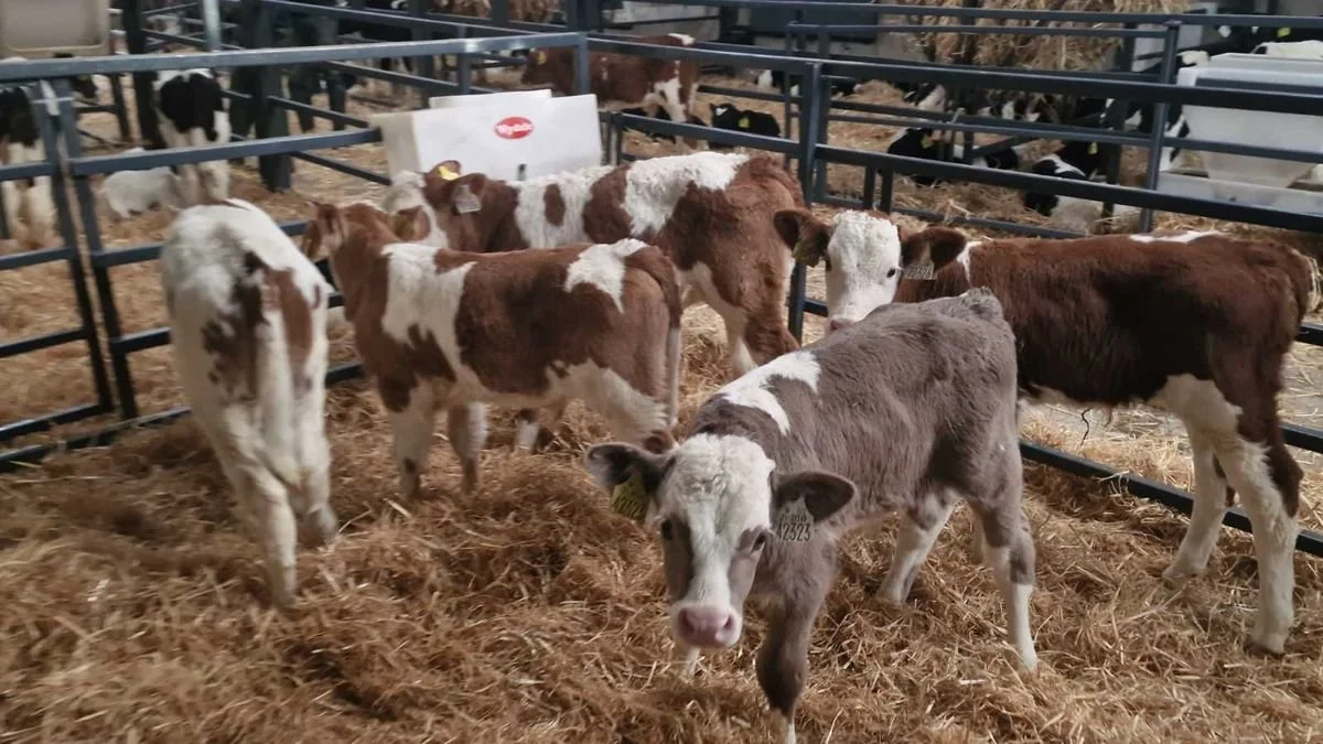 5 Simmental bull calves