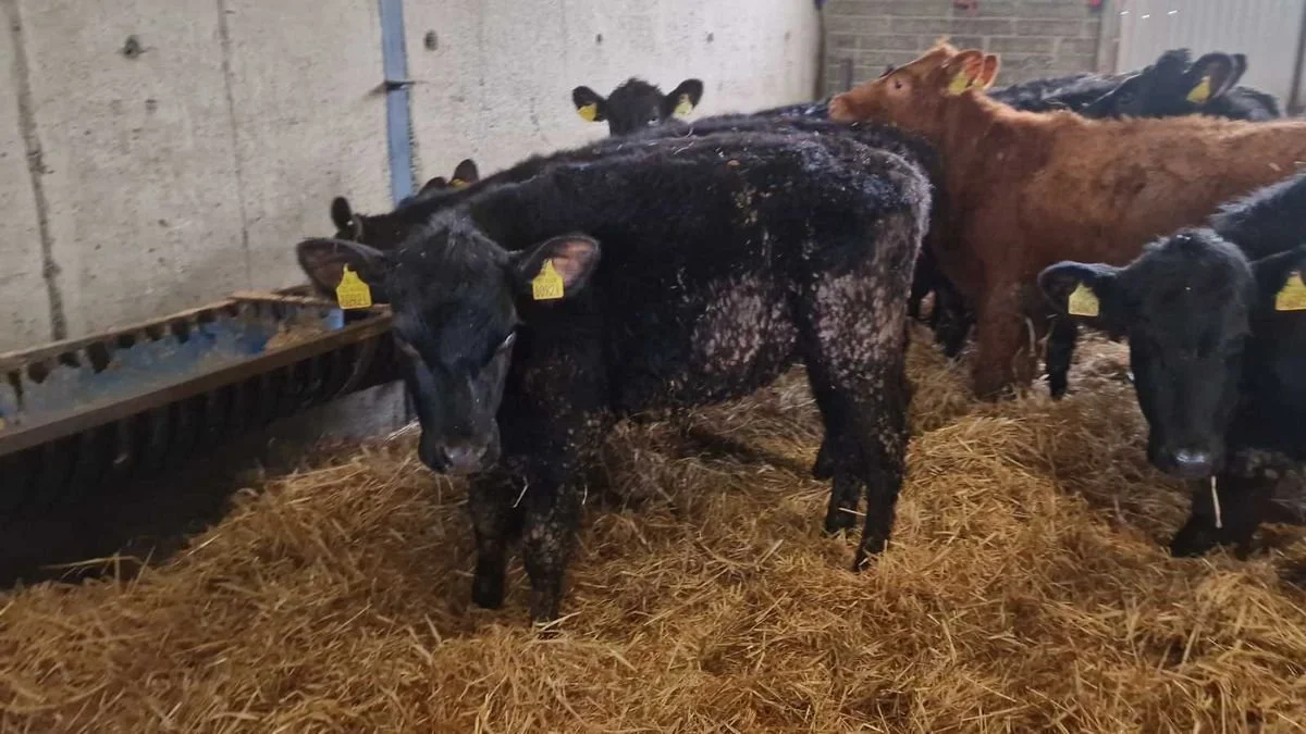 18 Aberdeen Angus heifers