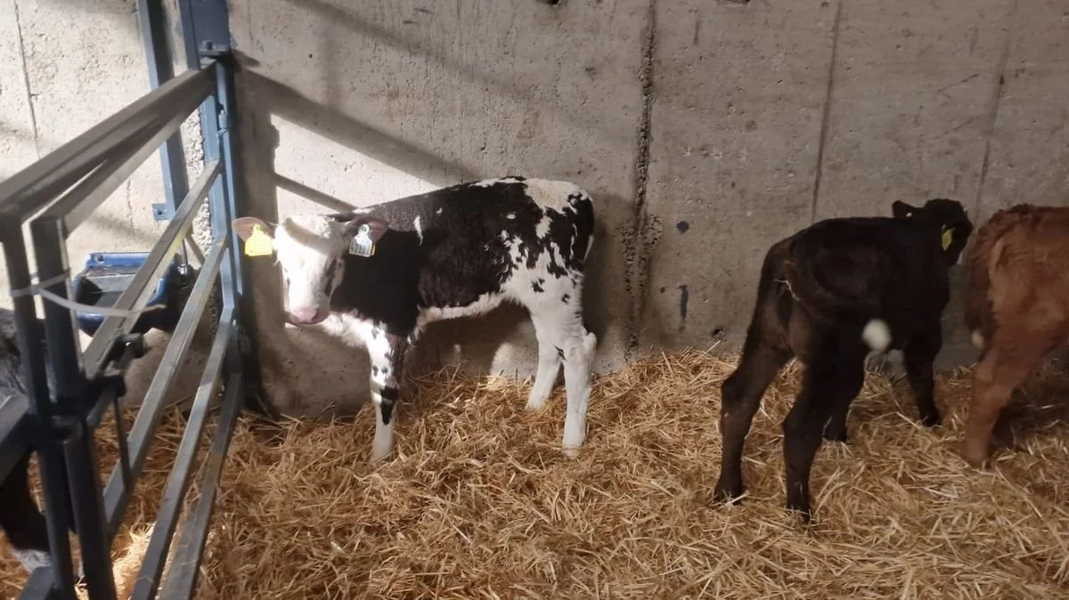 10 Continental heifers x 4/5 wks old